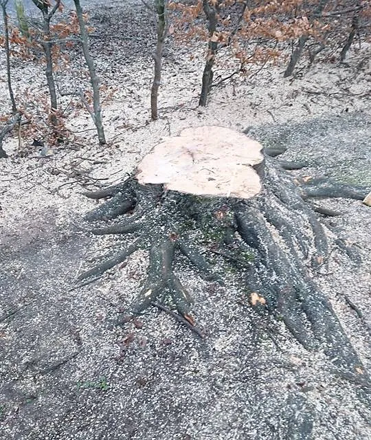 hornbeam removed and logs cut