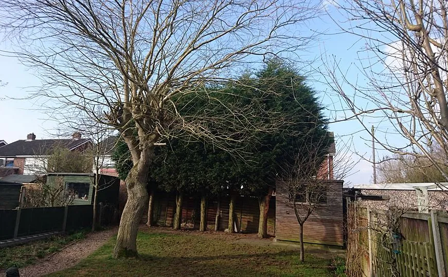 tree surgery