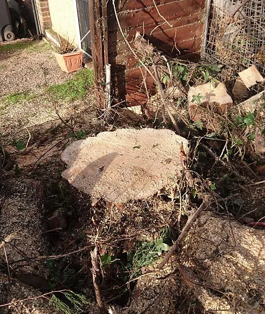 Removal of storm damaged tree