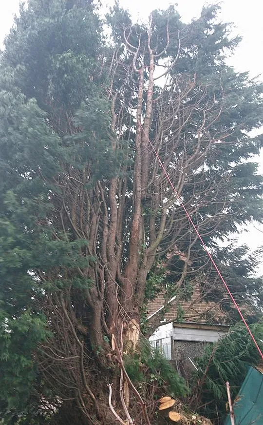 tree surgery