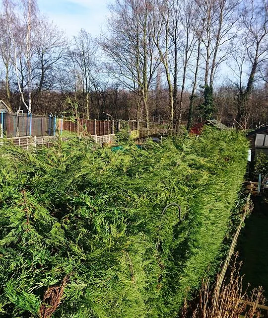 hedges trimmed face and top