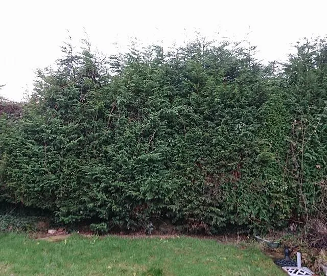 Conifer hedge removal