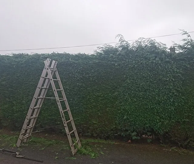 conifer hedge reduction 