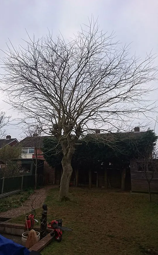 tree surgery