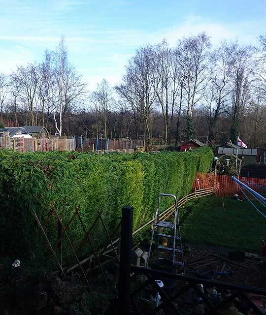 hedges trimmed face and top