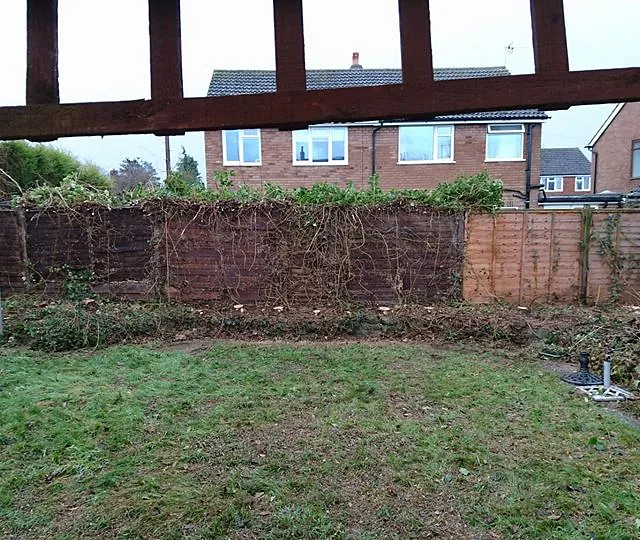 Conifer hedge removal