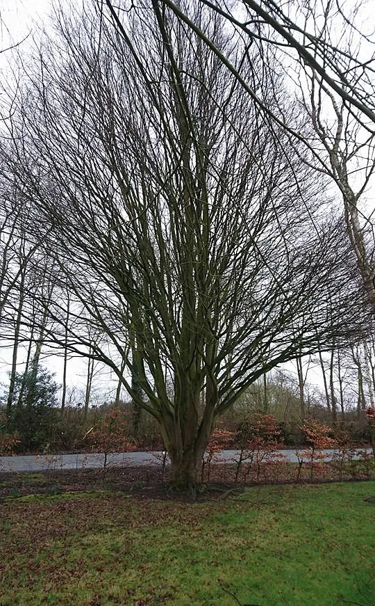 tree surgery