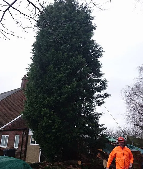 Removal of storm damaged conifer