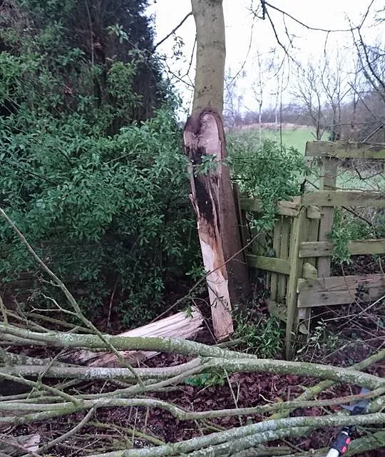 Emergency call out for tree removal