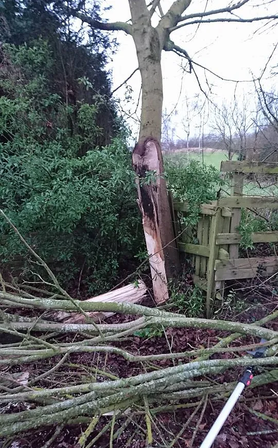 tree surgery