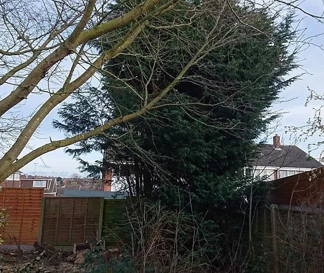 tree surgery - tree removal